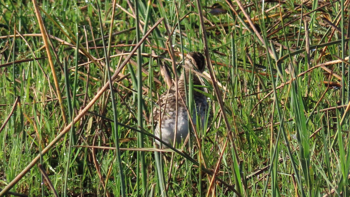 Water Rail - ML643609100