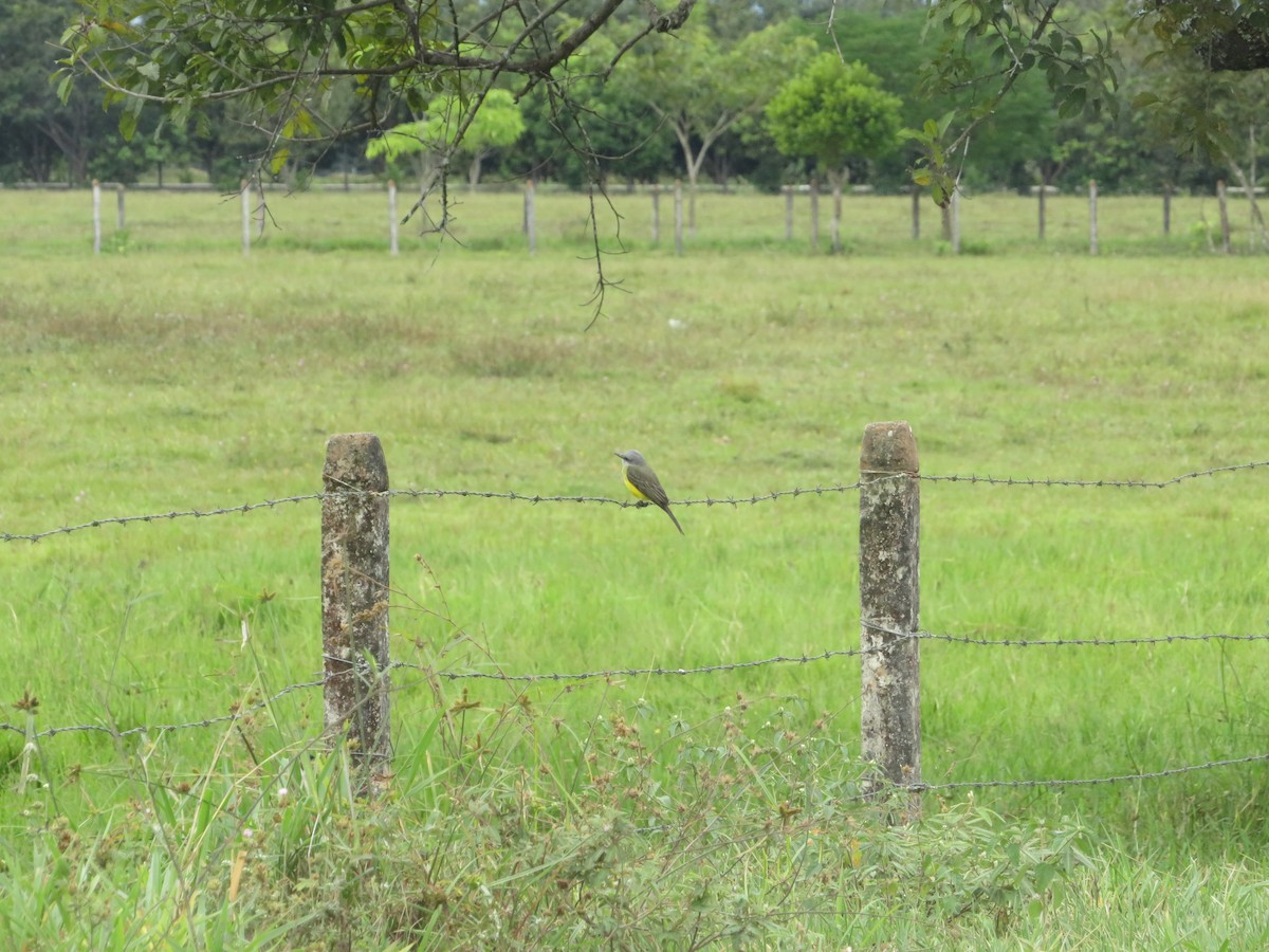 Tropical Kingbird - ML643609108