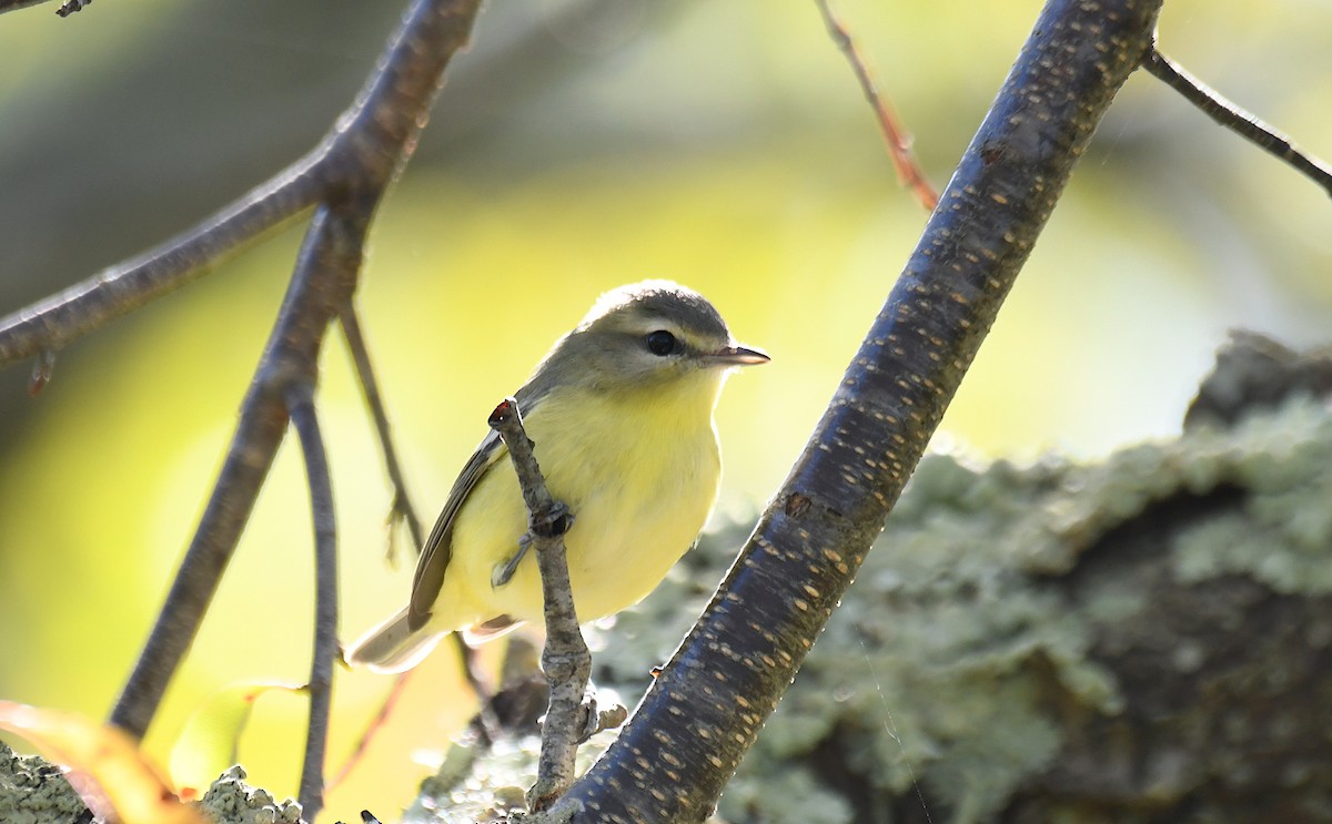 Philadelphia Vireo - ML643609109