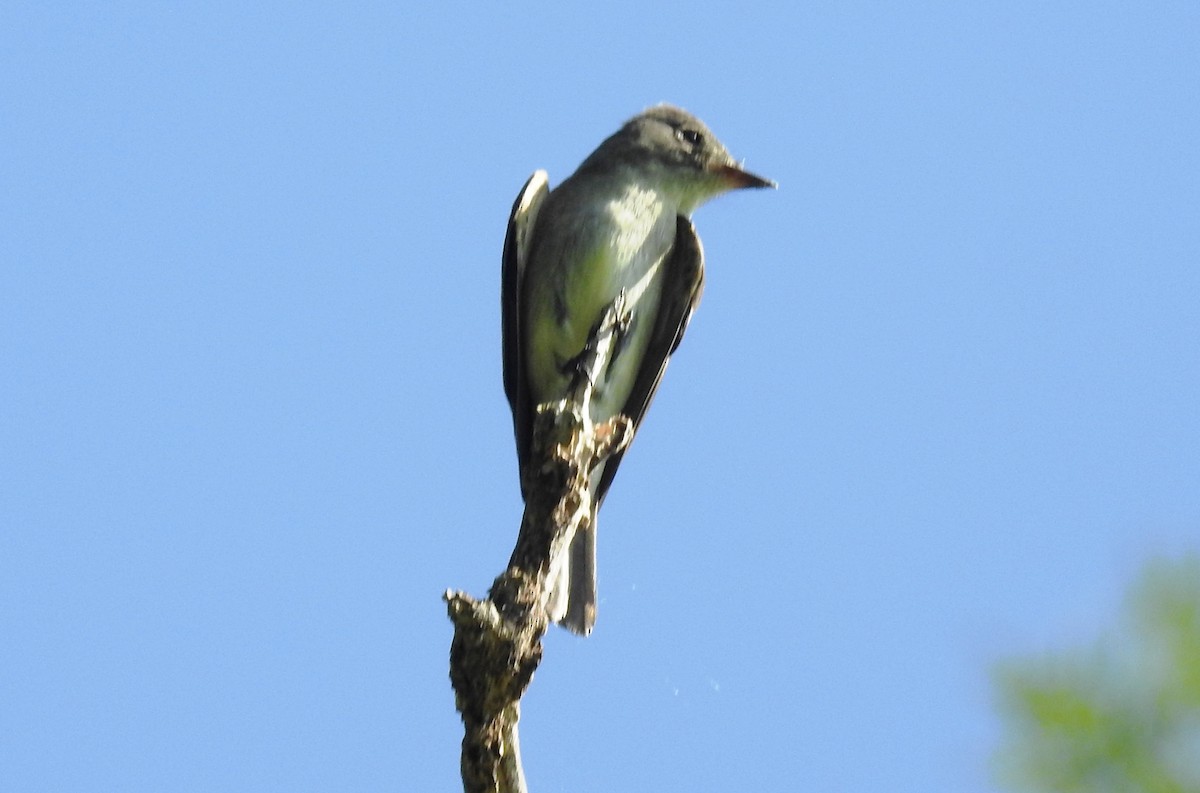 Eastern Wood-Pewee - ML643609112