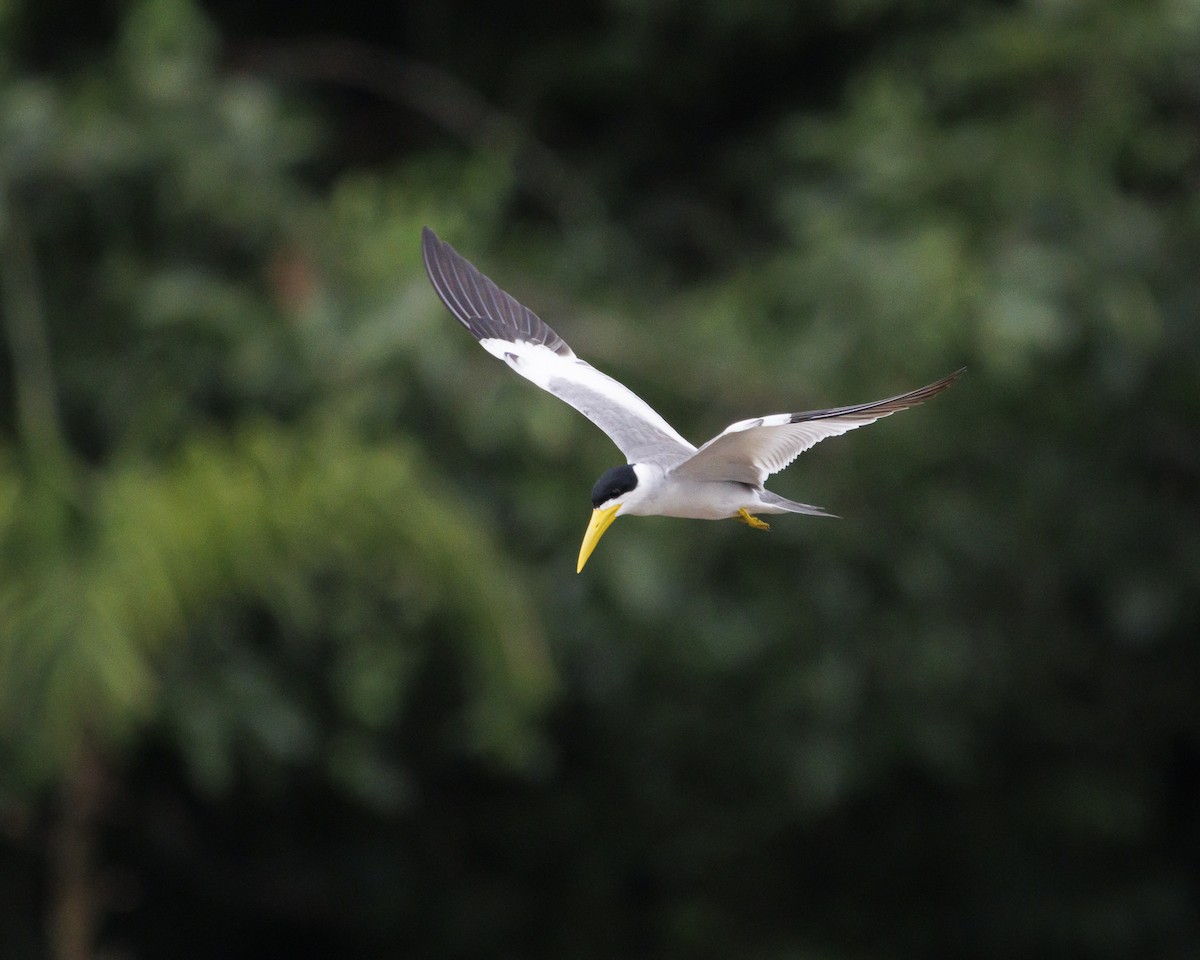 Large-billed Tern - ML643609131