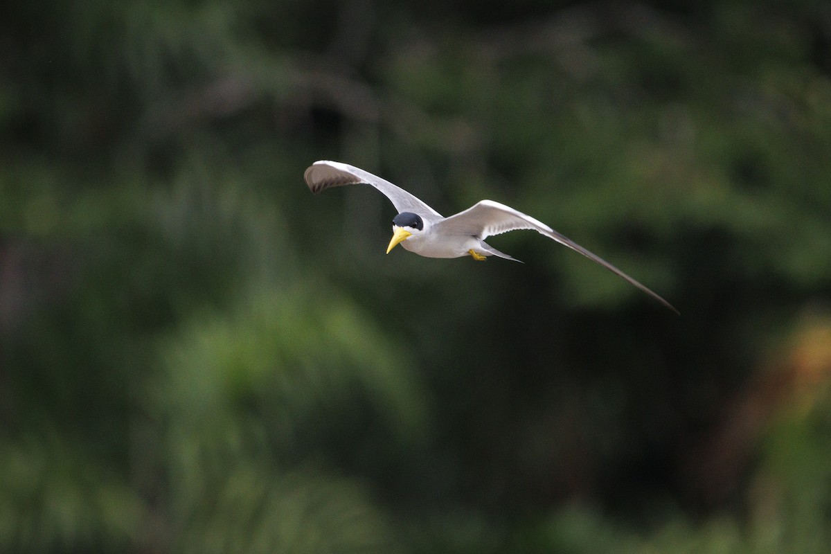 Large-billed Tern - ML643609132
