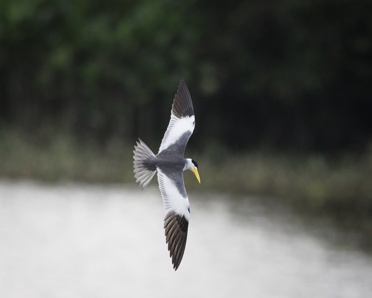 Large-billed Tern - ML643609133
