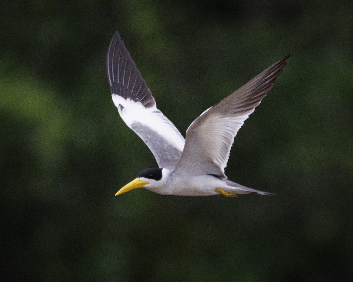 Large-billed Tern - ML643609134