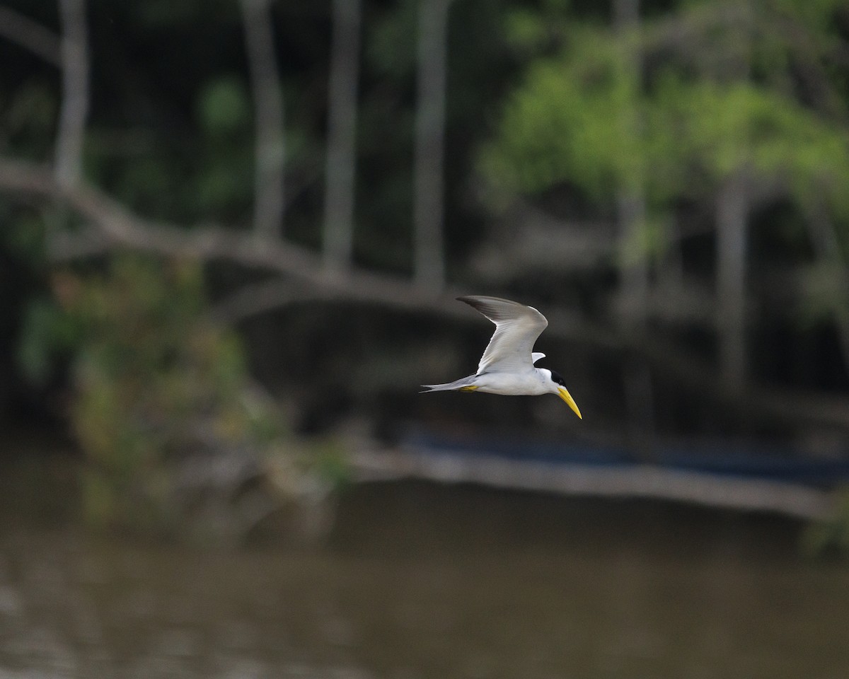 Large-billed Tern - ML643609135