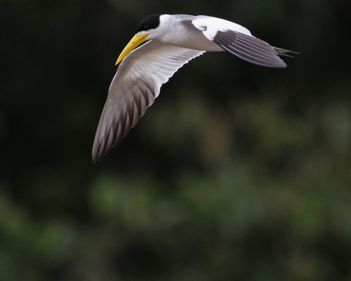 Large-billed Tern - ML643609136