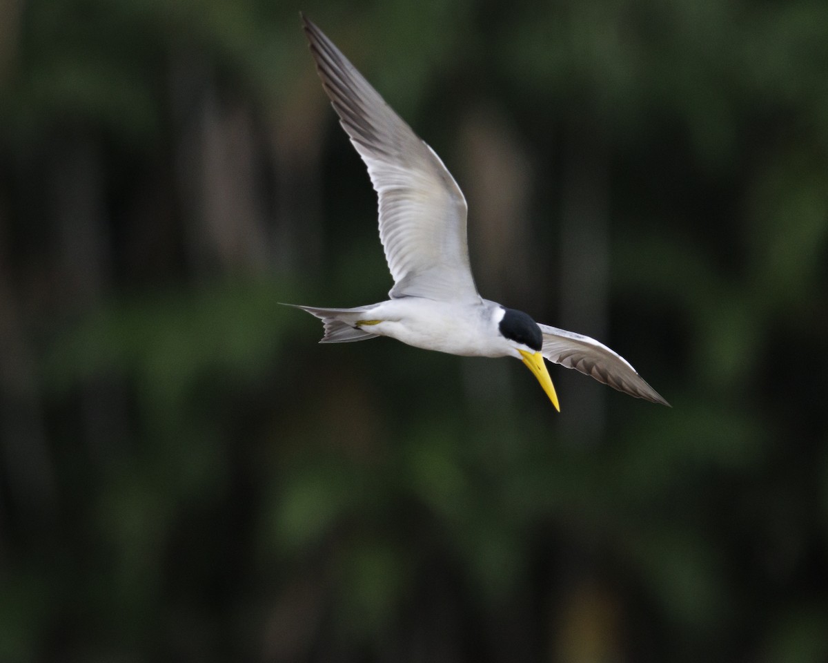 Large-billed Tern - ML643609137