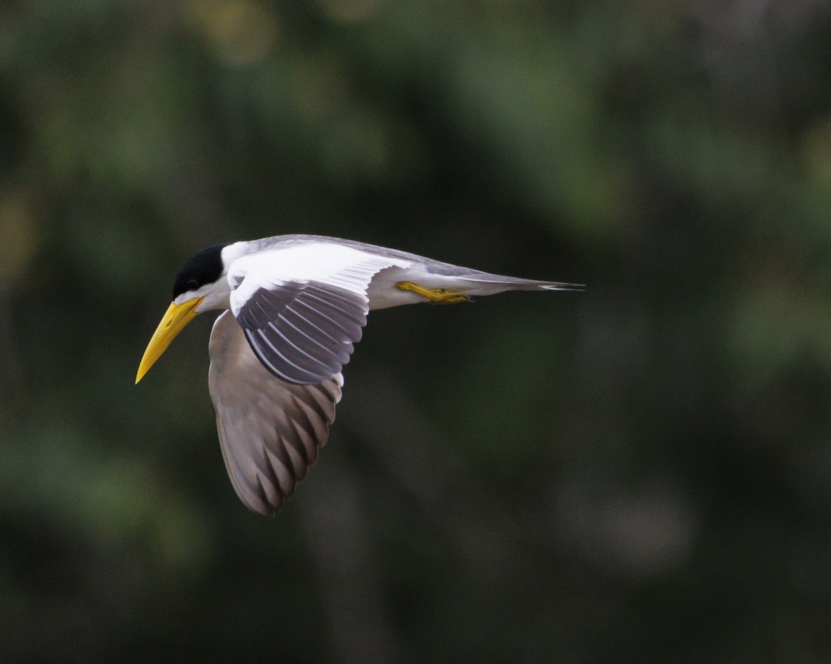 Large-billed Tern - ML643609138
