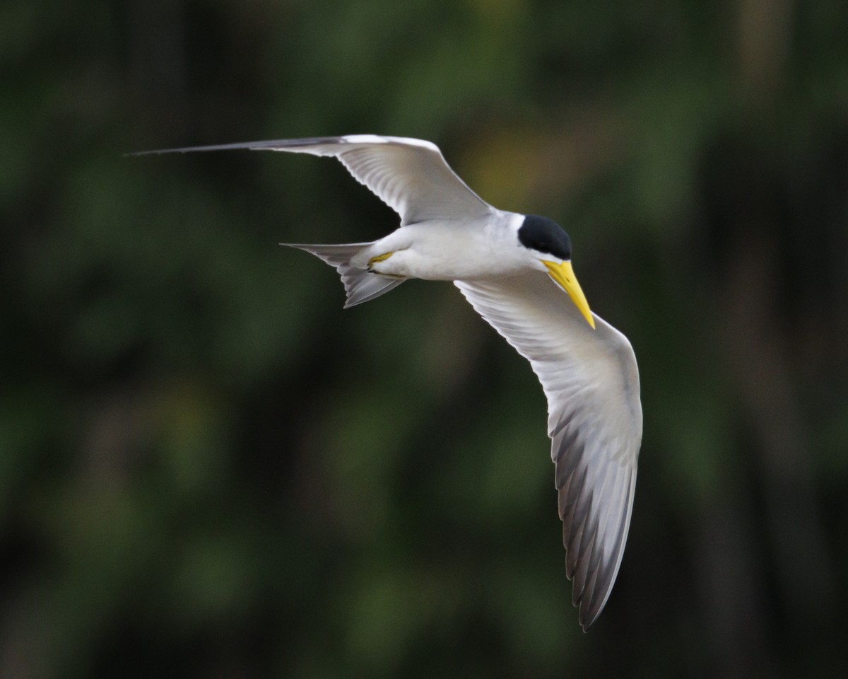 Large-billed Tern - ML643609139