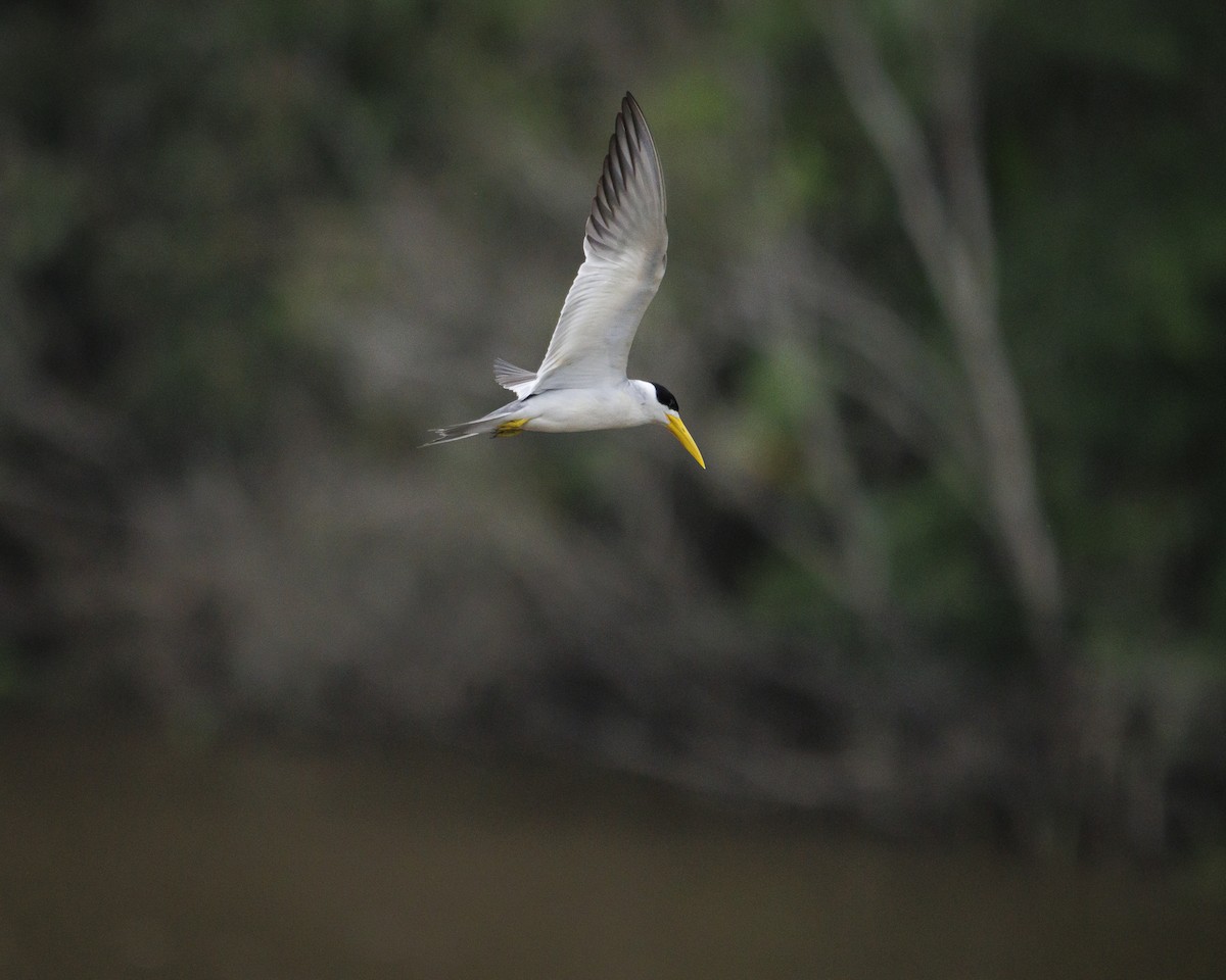 Large-billed Tern - ML643609140