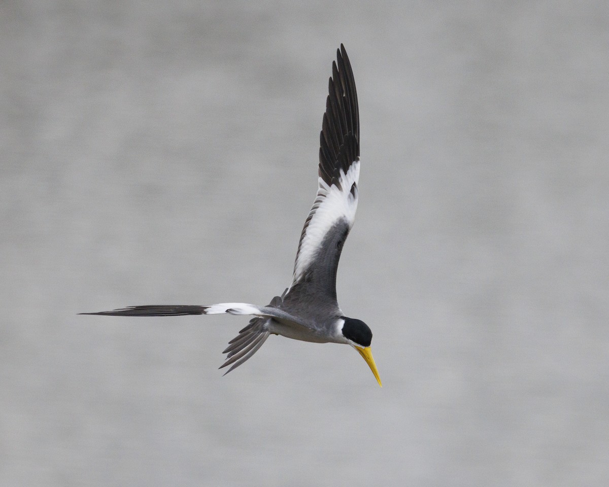Large-billed Tern - ML643609141