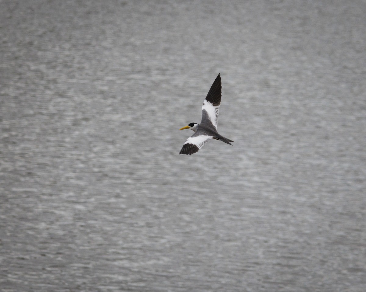 Large-billed Tern - ML643609142