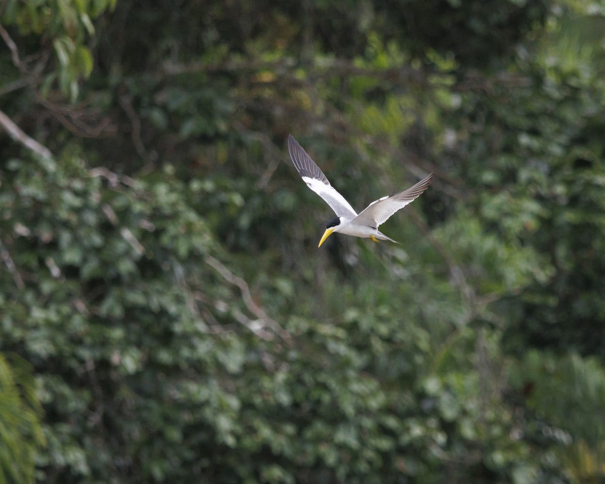 Large-billed Tern - ML643609143