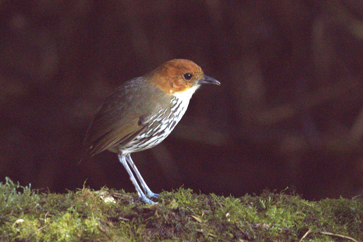 Chestnut-crowned Antpitta - ML643609144