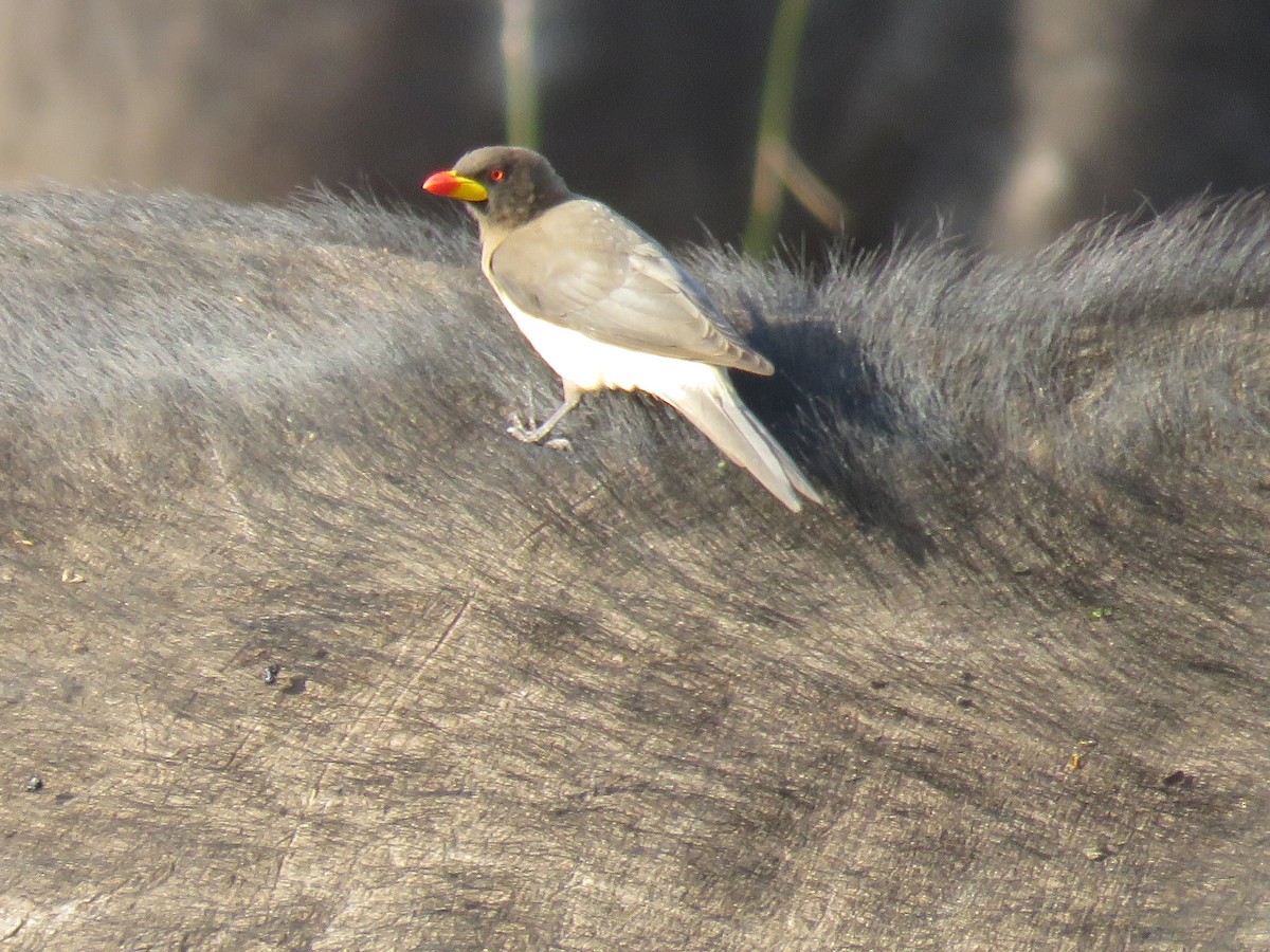 Yellow-billed Oxpecker - ML643609145