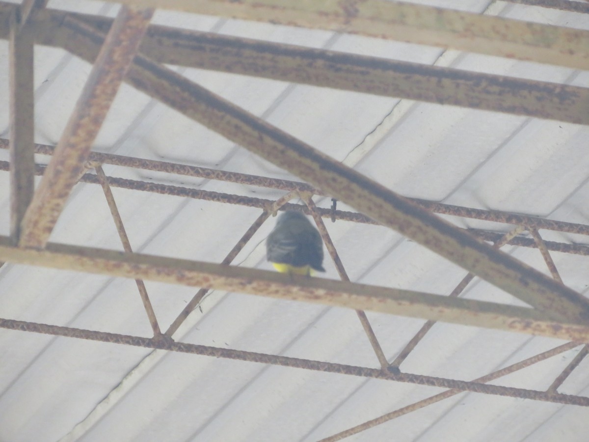 Tropical Kingbird - ML643609159