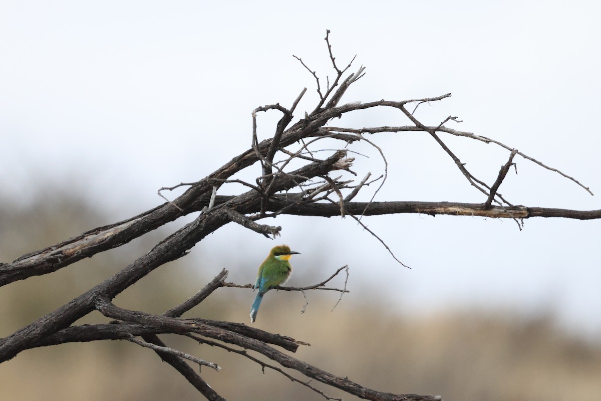 Swallow-tailed Bee-eater - ML643609163