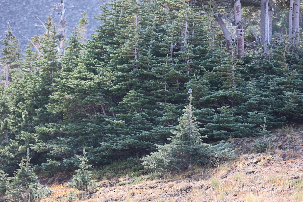 Mountain Bluebird - ML643609164