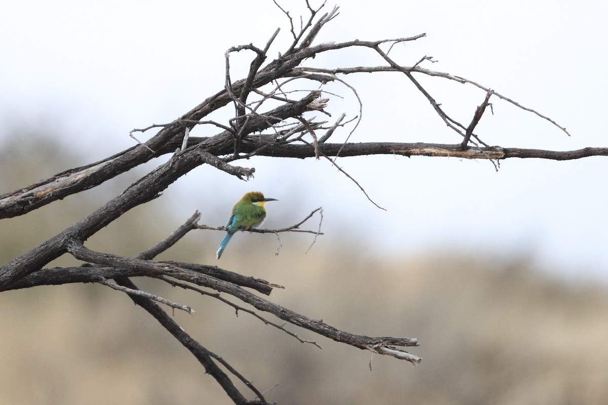 Swallow-tailed Bee-eater - ML643609165