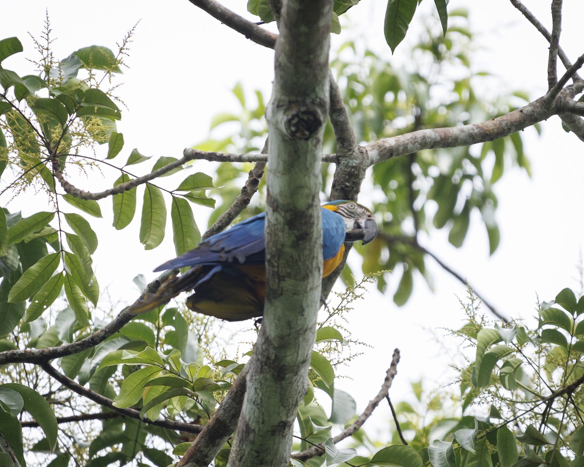 Blue-and-yellow Macaw - ML643609167