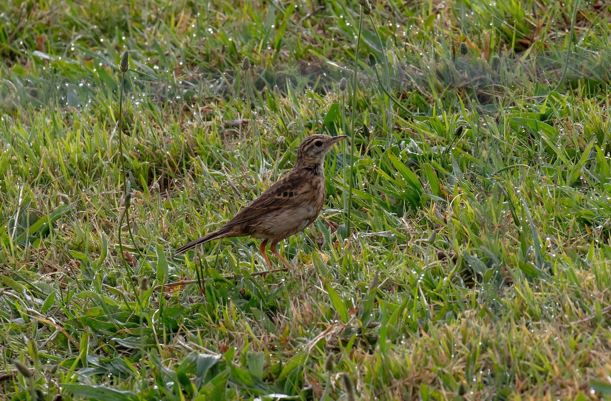 Australian Pipit - ML643609190