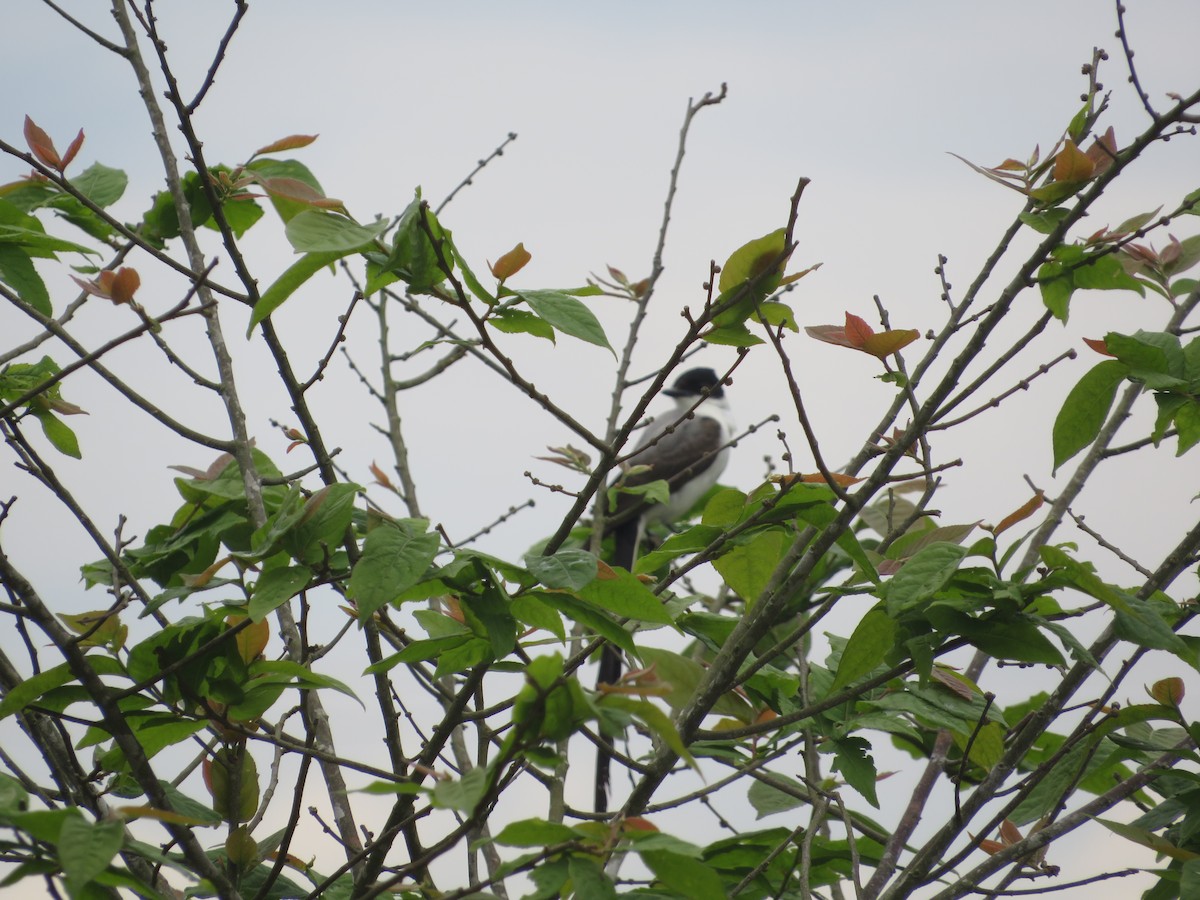 Fork-tailed Flycatcher - ML643609193