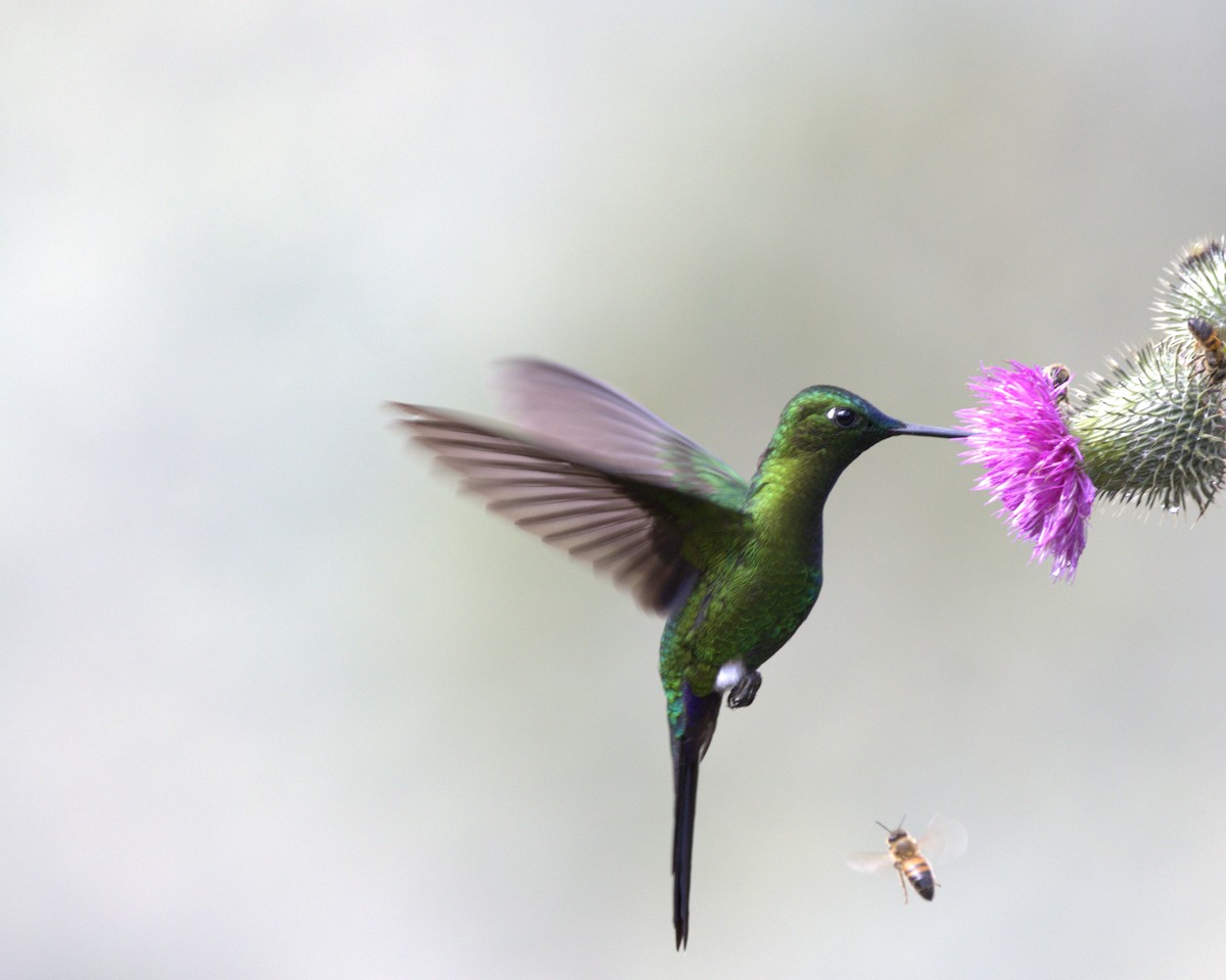 Sapphire-vented Puffleg - ML643609205
