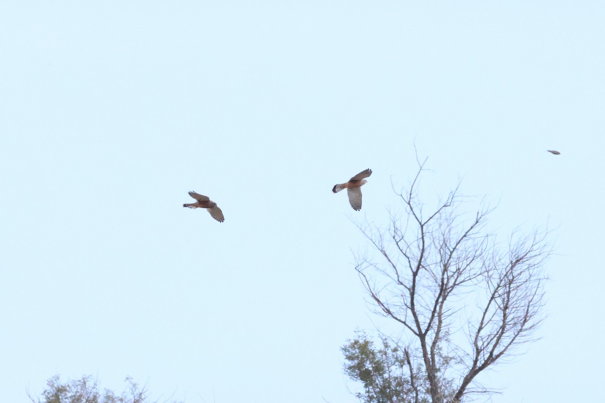 Rock Kestrel - ML643609206