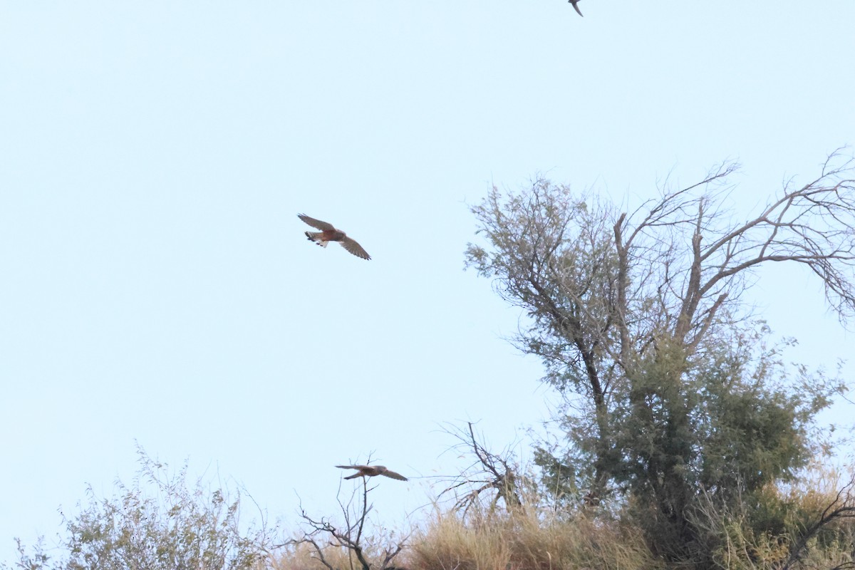 Rock Kestrel - ML643609207