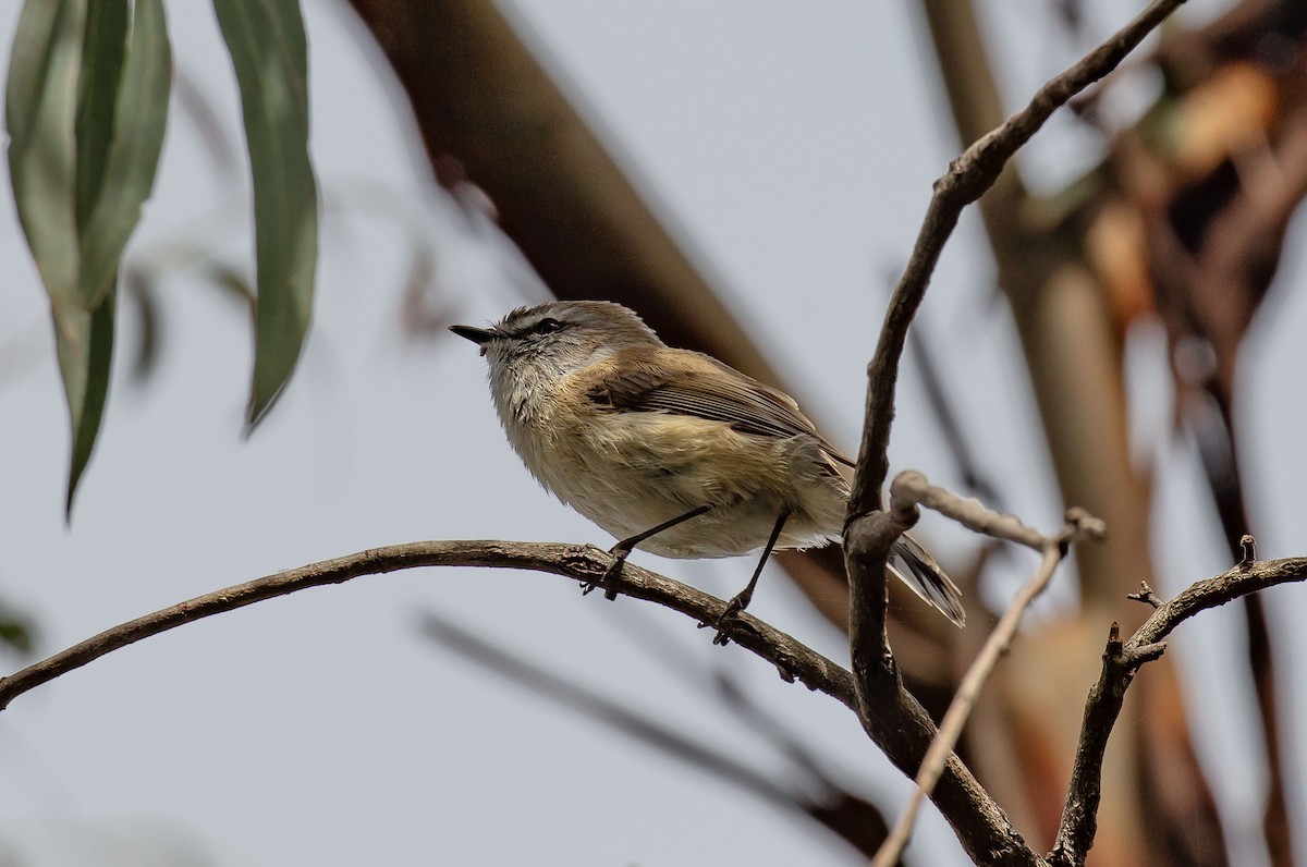 Brown Gerygone - ML643609216