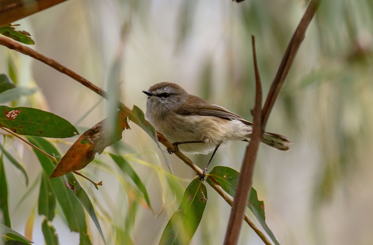 Brown Gerygone - ML643609217