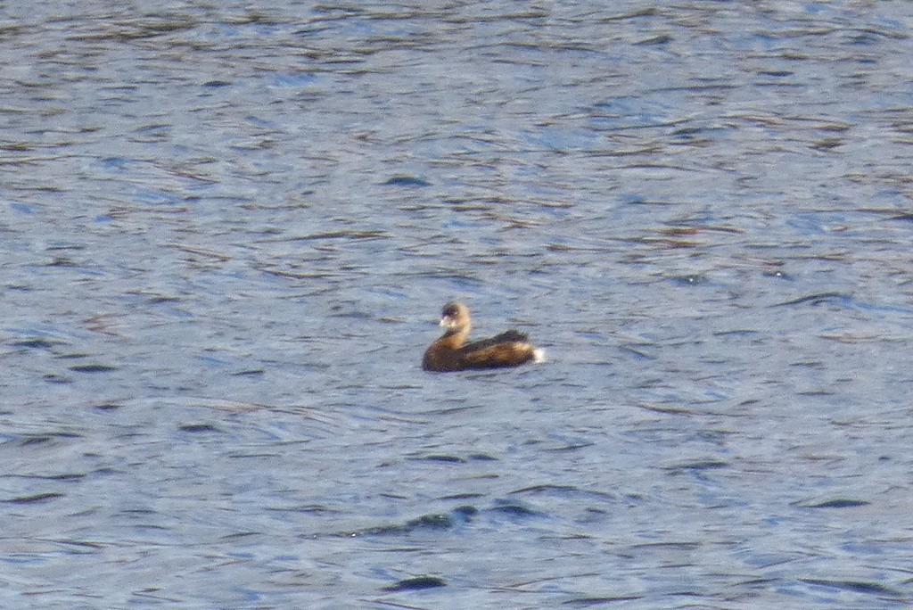 Pied-billed Grebe - ML643609227