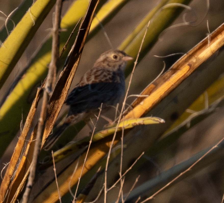 Cassin's Sparrow - ML643609232