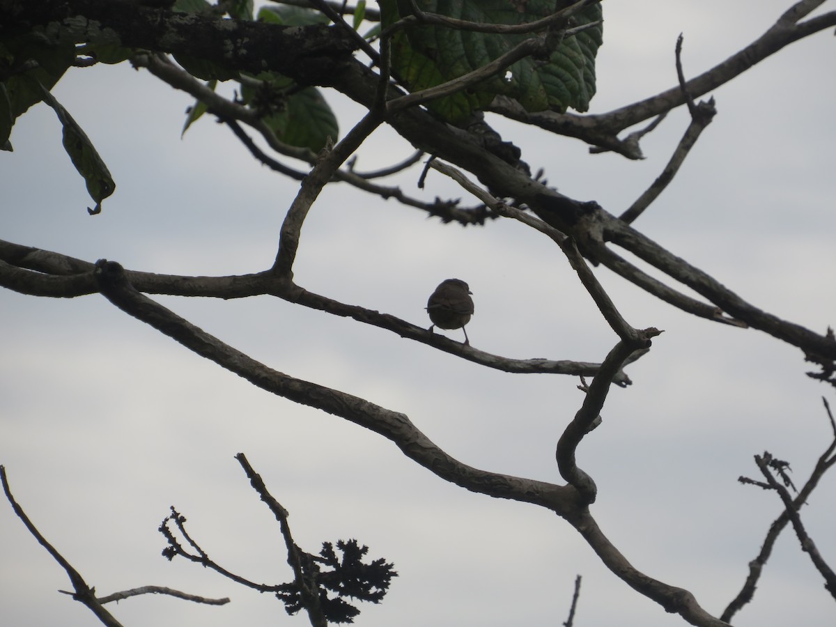 Southern House Wren - ML643609249