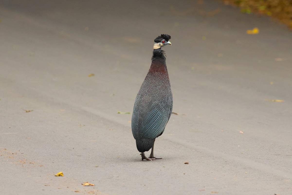 Southern Crested Guineafowl - ML643609260