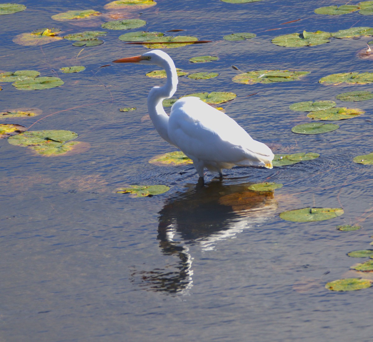 Great Egret - ML643609289
