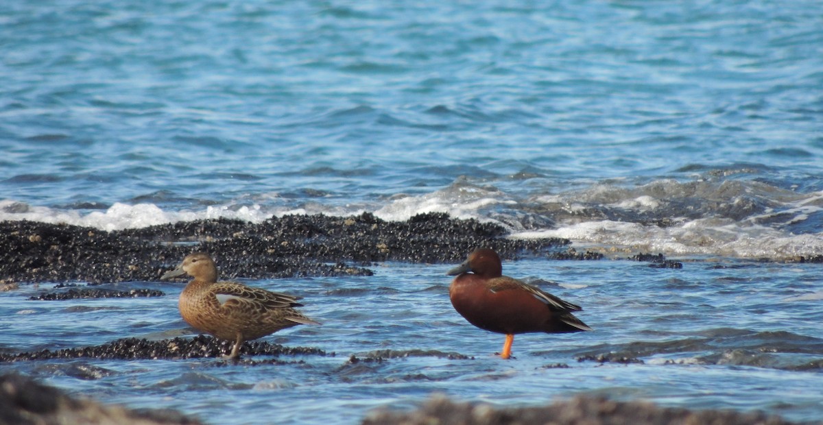 Cinnamon Teal - ML643609291
