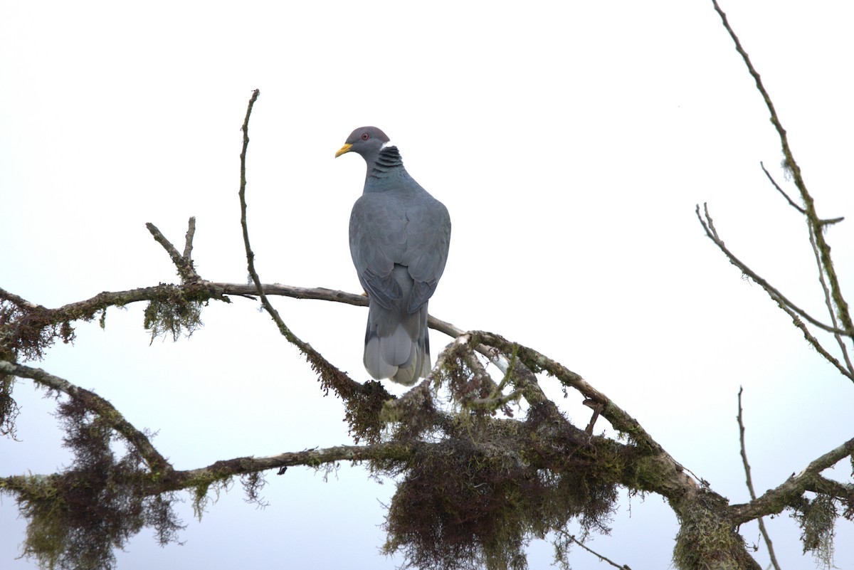 Band-tailed Pigeon - ML643609308