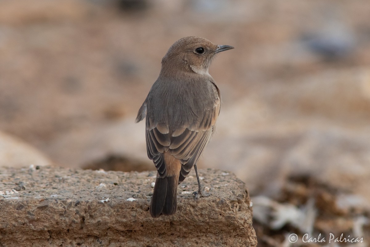 Red-rumped Wheatear - ML643609321