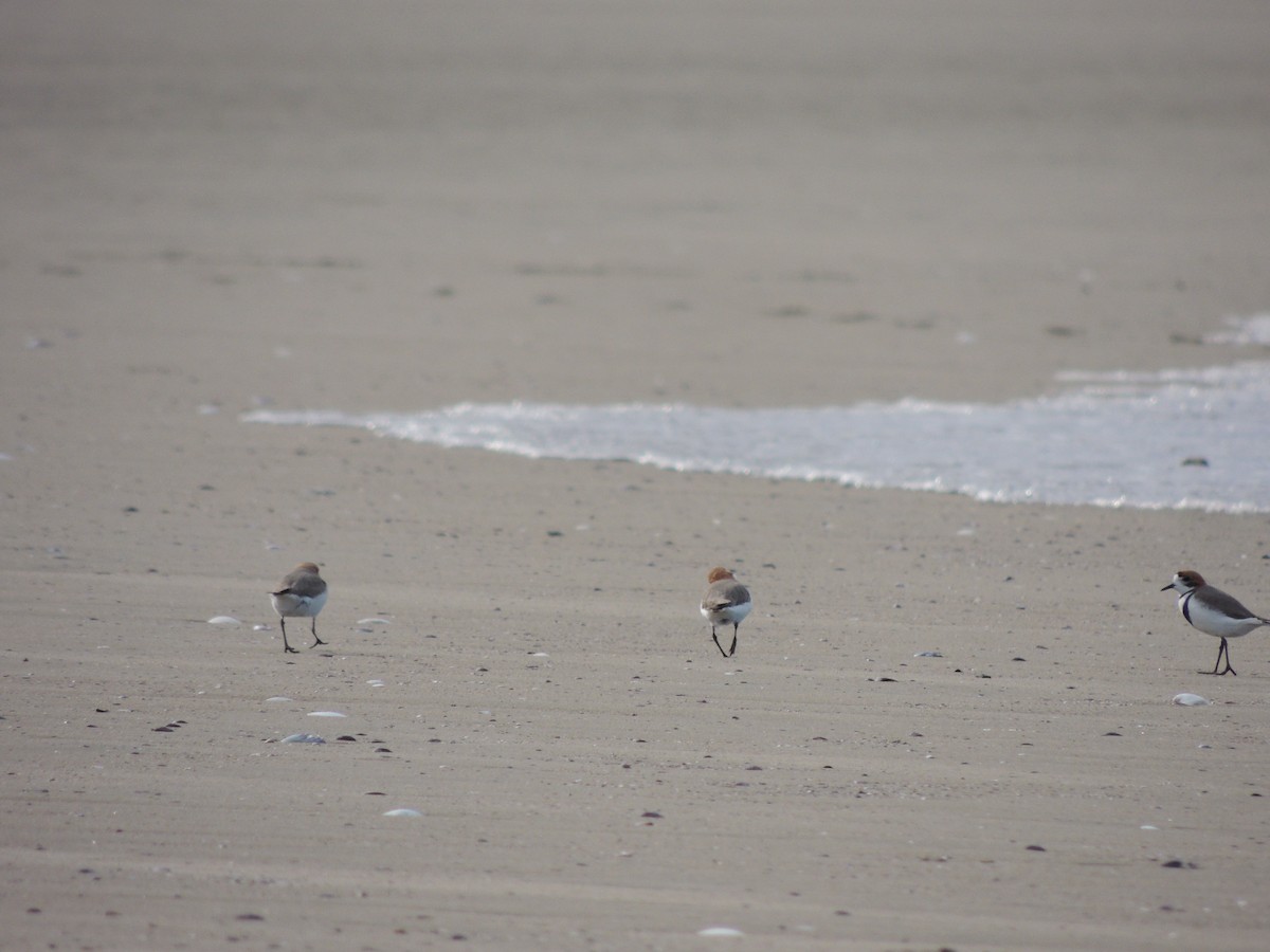 Two-banded Plover - ML643609339