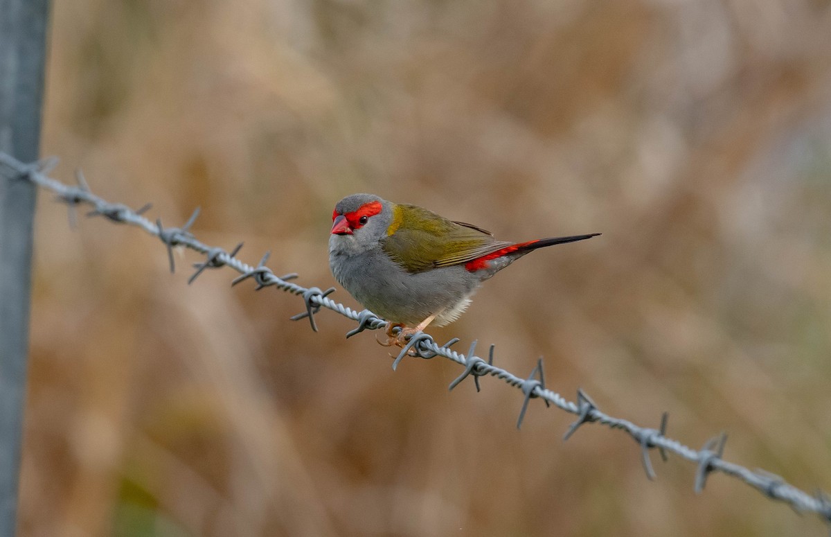 Red-browed Firetail - ML643609350
