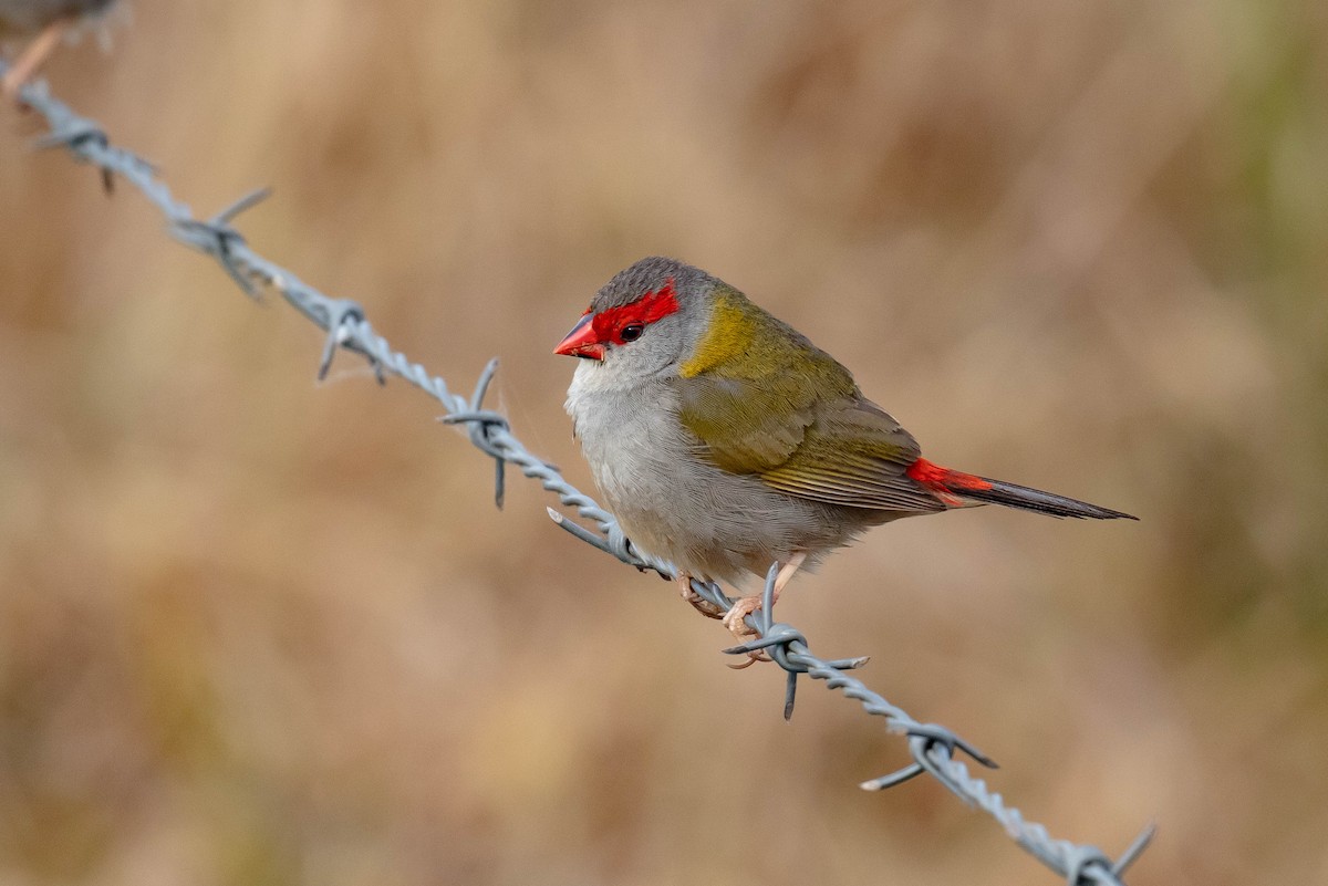 Red-browed Firetail - ML643609351