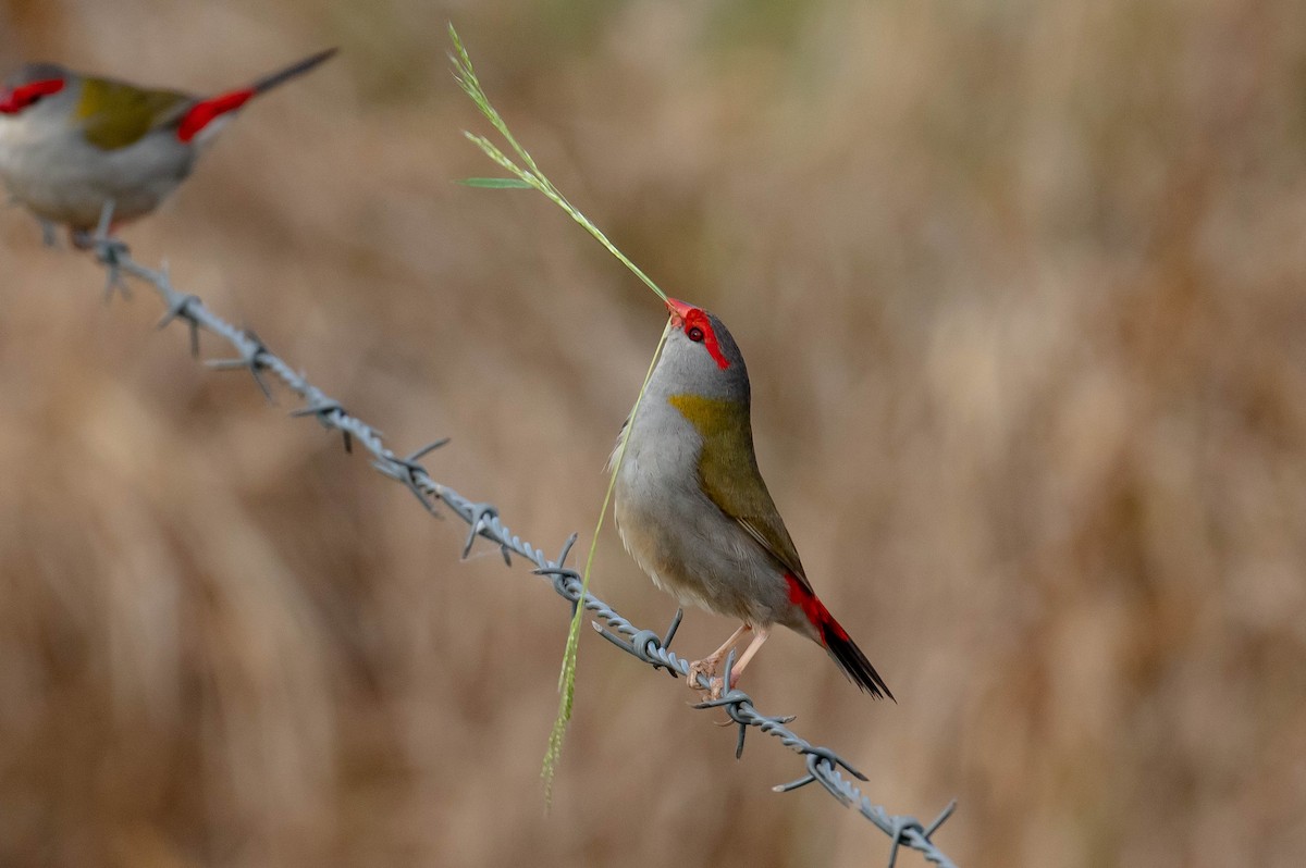 Red-browed Firetail - ML643609352