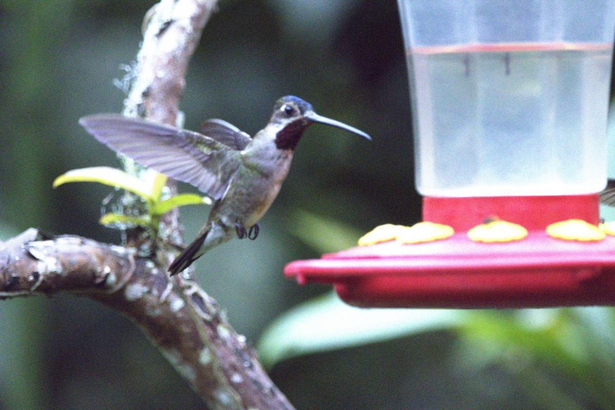 Long-billed Starthroat - ML643609369