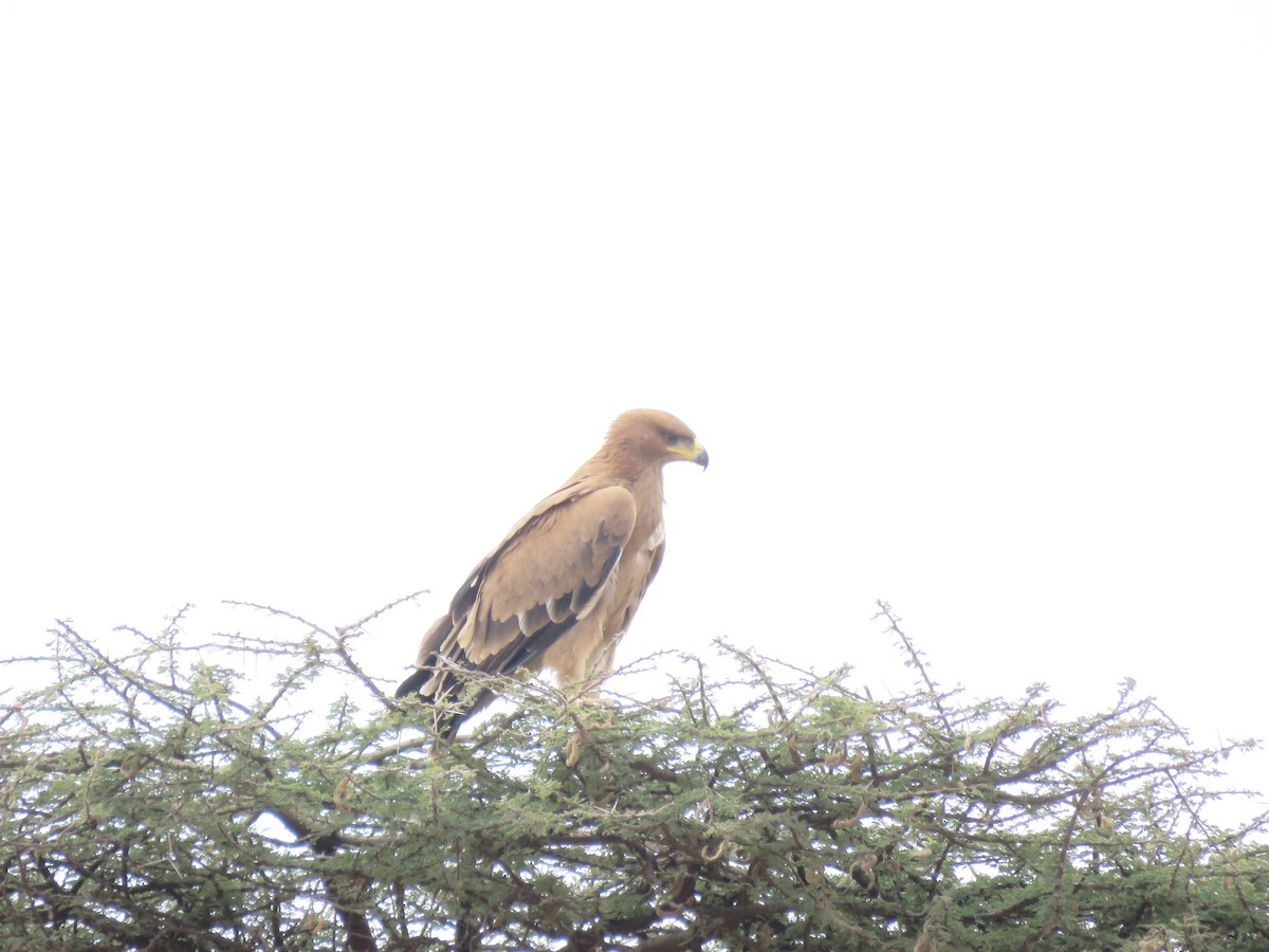 Tawny Eagle - ML643609374