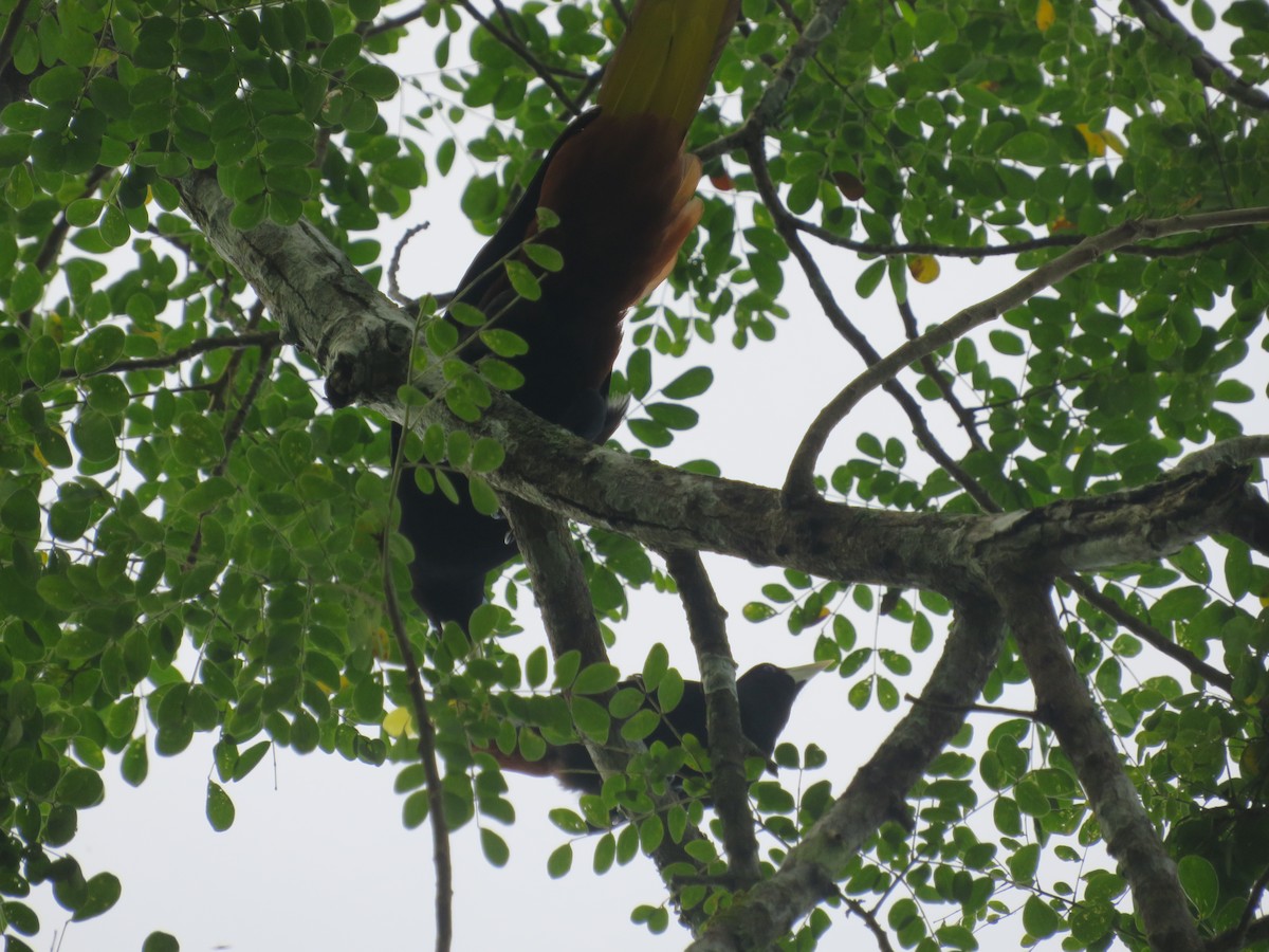 Crested Oropendola - ML643609376