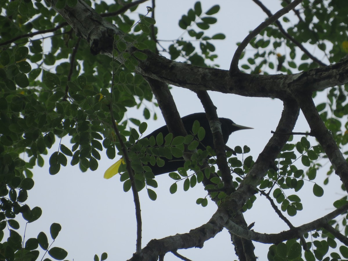 Crested Oropendola - ML643609377