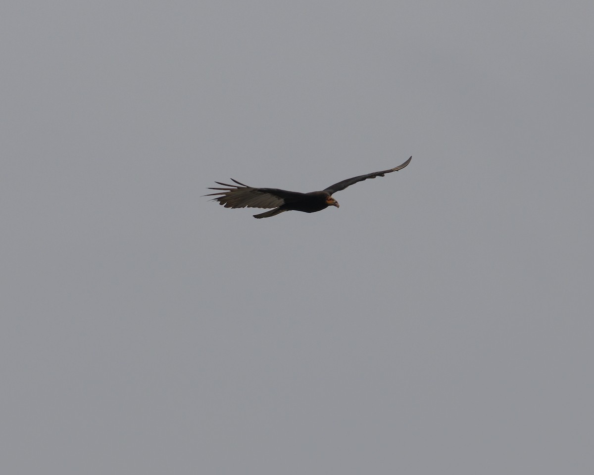 Greater Yellow-headed Vulture - ML643609379