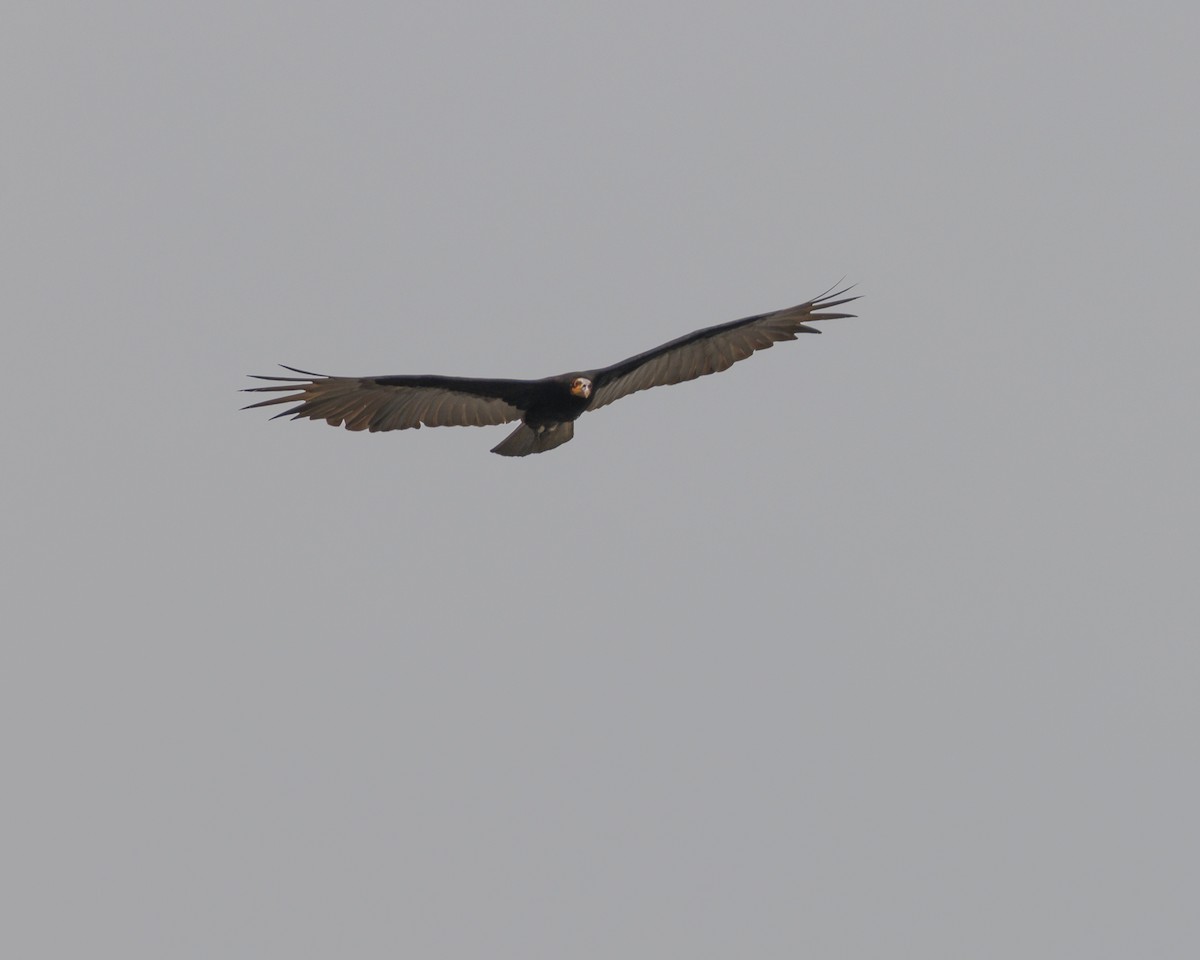 Greater Yellow-headed Vulture - ML643609380