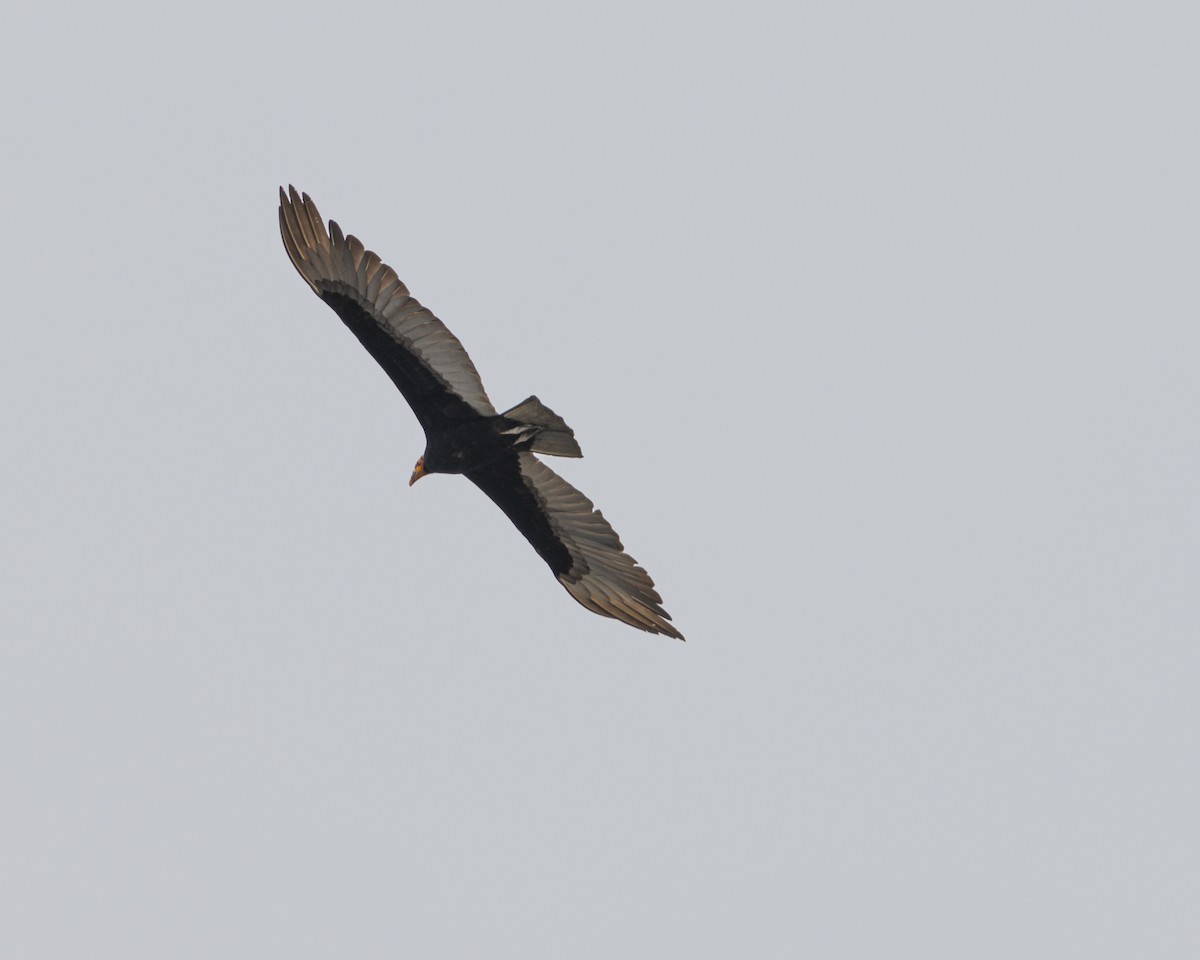Greater Yellow-headed Vulture - ML643609381